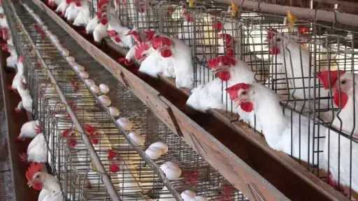 أسعار الفراخ البيضاء في الأسواق اليوم السبت 25 - 7 - 2026