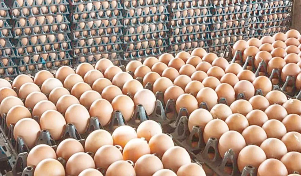حقيقة «البيض الصيني» بالأسواق.. خبيرة بيطرية تكشف أسباب بقع الدم في الصفار