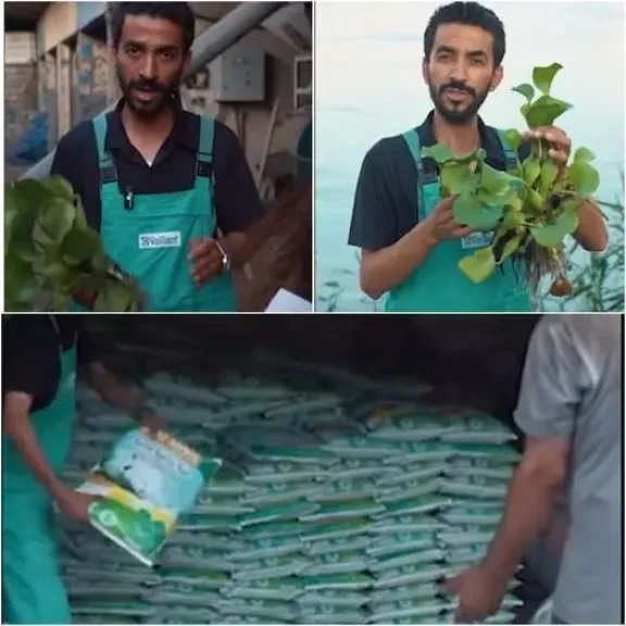 ابتکار عراقي يحول ”ورد النيل” من كابوس بيئي إلى فرصة اقتصادية