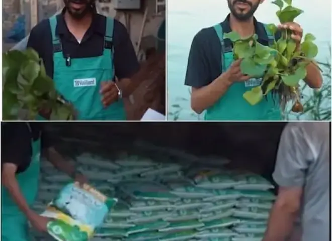 ابتکار عراقي يحول ”ورد النيل” من كابوس بيئي إلى فرصة اقتصادية