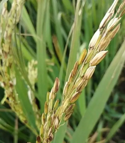 اللفحة أم ثاقبات الساق؟.. خبير زراعي يكشف سر السنابل البيضاء في الأرز وأفضل طرق العلاج