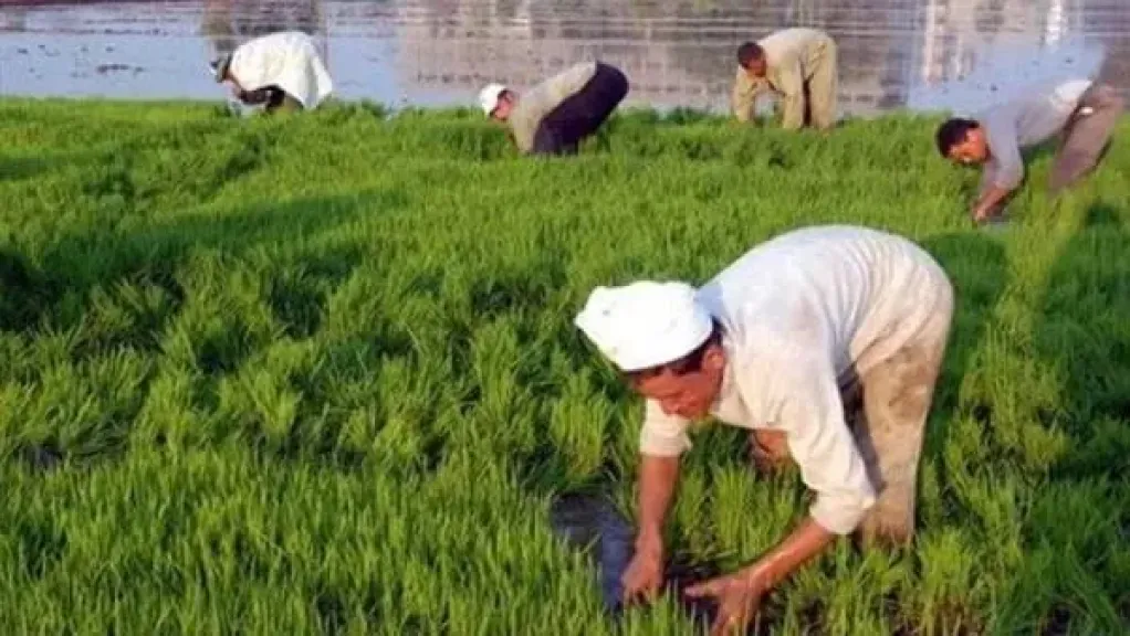 خطورة الري وقت الظهيرة.. خبير مناخي يكشف سيناريو الطوارئ لإنقاذ المحاصيل