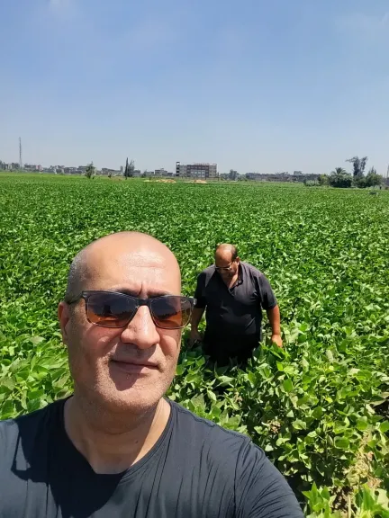 ​«مكافحة الآفات» بالدقهلية تتفقد زراعات القطن والذرة بـ منية النصر والسنبلاوين