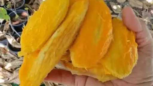 زيادة الرقعة الخضراء بـ «صفر جنيه».. مبادرة علمية لاستغلال نواة المانجو