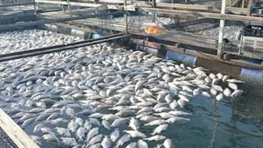 طوق النجاة في الصيف الملتهب.. كيف تنقذ أحواضك السمكية من مقبرة ”الأكسجين”؟