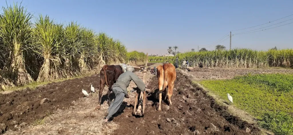 أزمة في ”فارس” أول قرية خضراء.. المزارعون يواجهون شبح ”الجنايات” بسبب عقود إيجار بـ 23 ألف جنيه للفدان