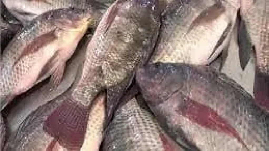 طرق تربية البلطي.. دليل شامل لأبرز 6 أنظمة استزراع سمكي حديثة