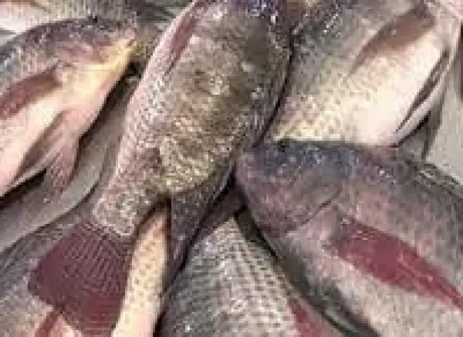 طرق تربية البلطي.. دليل شامل لأبرز 6 أنظمة استزراع سمكي حديثة