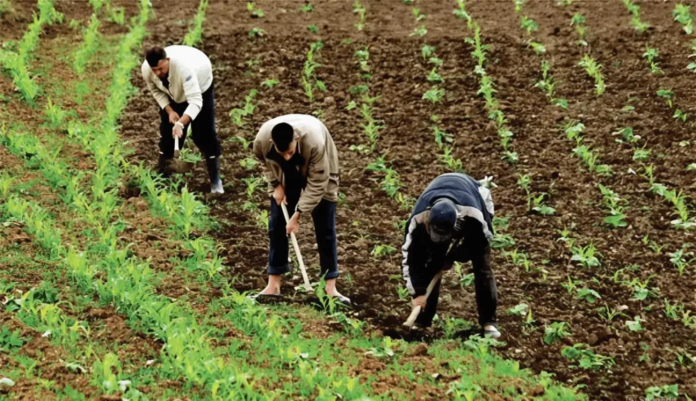 أهمية تحليل التربة قبل الزراعة لتجنب هدر الأسمدة والتكاليف