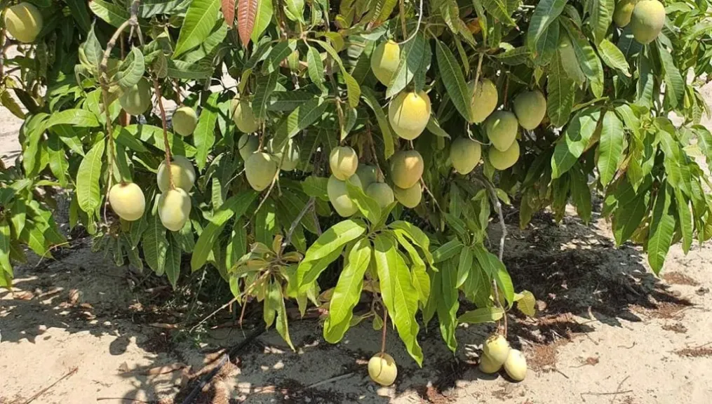 نصائح الزراعة لمزارعي المانجو في شهر أغسطس.. دليل الحفاظ على المحصول