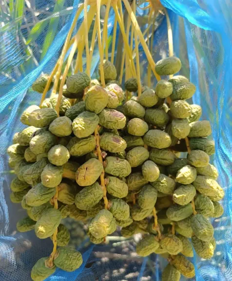 خبير أمراض نبات يكشف أخطر أسباب جفاف ثمار التمر قبل النضج