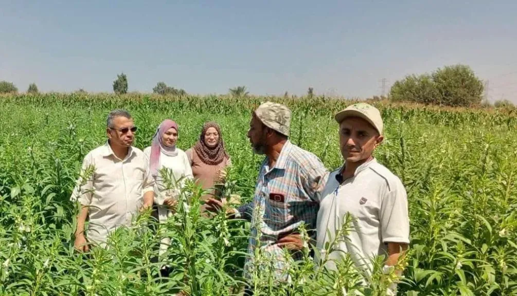 زراعة المنوفية تكثف الإرشاد الحقلي لدعم المزارعين.. توصيات جديدة لرفع إنتاجية الذرة والسمسم