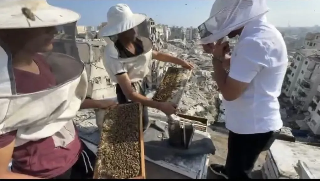 عسل من بين الركام.. قصة مربي نحل يستعيد حياته فوق سطح بيته في غزة