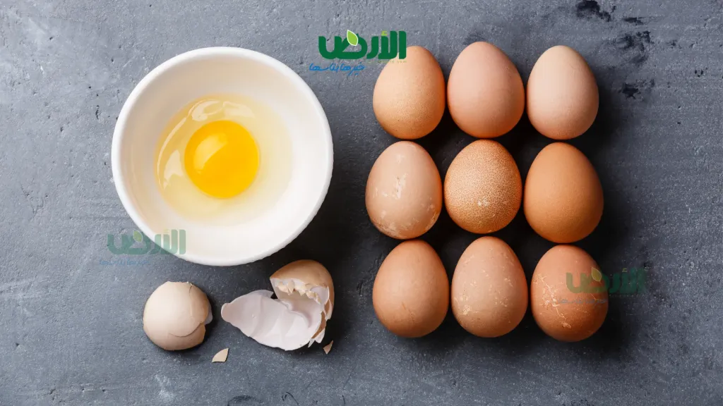 أسعار كرتونة البيض اليوم الأربعاء 5 - 8 - 2026