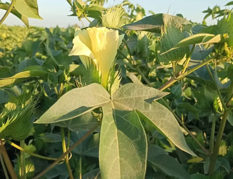 أخطر مرحلة في محصول القطن.. خبير زراعي يكشف أسرار حماية اللوز من التساقط وزيادة الإنتاج