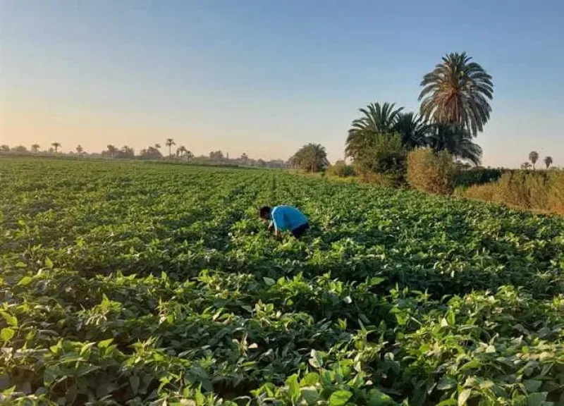 خبير مناخ يعلن بداية التحول في الطقس ويكشف خريطة الاستعداد للموسم الزراعي