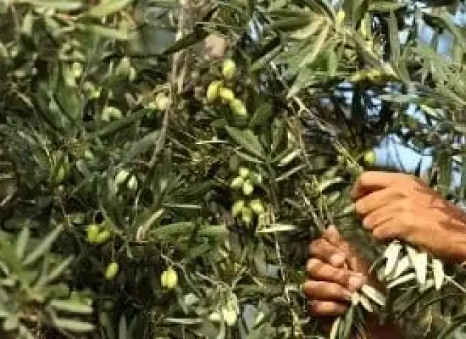 من اختيار التربة إلى الشتلة.. 7 قواعد ذهبية لتأسيس مزرعة زيتون ناجحة