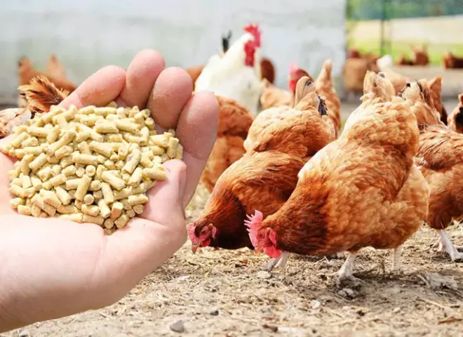 الزراعة توافق على تصدير حزمة جديدة من المنتجات الداجنة والحيوانية