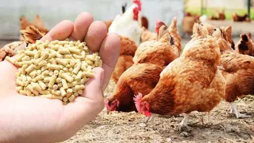 الزراعة توافق على تصدير حزمة جديدة من المنتجات الداجنة والحيوانية