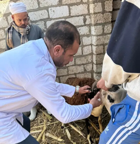 «بيطري سوهاج» يطلق ندوة إرشادية بالسلاموني للتوعية بالأمراض المشتركة وطرق الوقاية