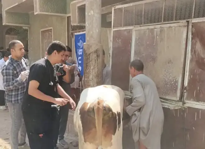 قافلة بيطرية مجانية تضرب قرية الشامية في أسيوط لدعم المربين وحماية الثروة الحيوانية