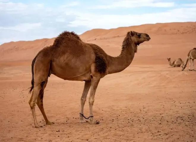 الإبل.. ثروة حيوانية واعدة لمواجهة نقص اللحوم وتغيرات المناخ في مصر