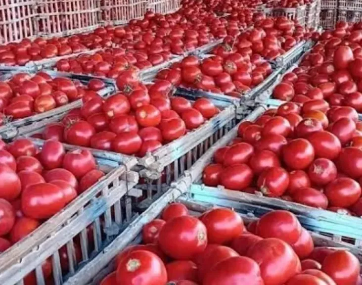 انفراجة في أسعار الطماطم والخضروات بعد زيادة المعروض من «العروة الخريفية»