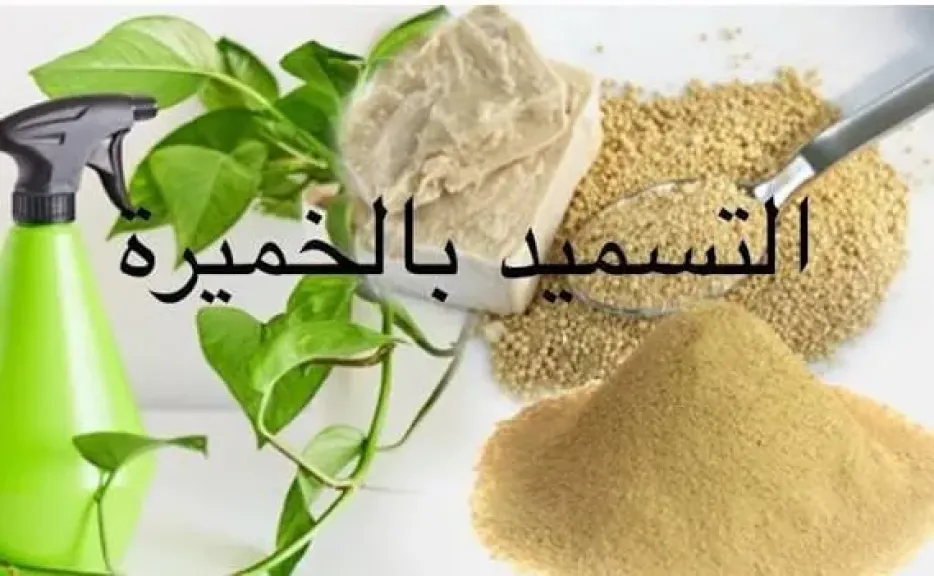دراسة مصرية تنجح في مكافحة ملوحة التربة.. التسميد البوتاسي والخميرة الحيوية يرفعان إنتاجية الذرة