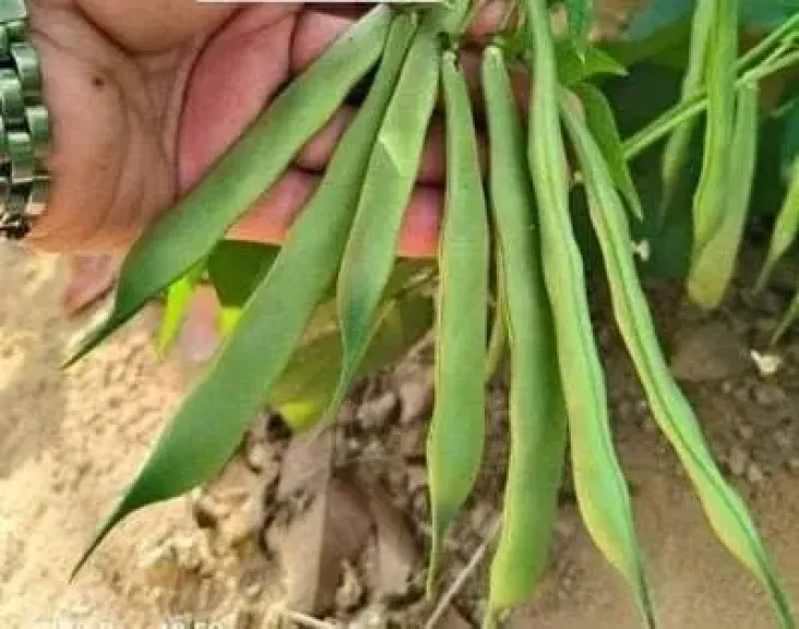 دراسة دولية تكشف دور خمائر التربة المحلية في زراعة الفاصوليا وزيادة الإنتاجية