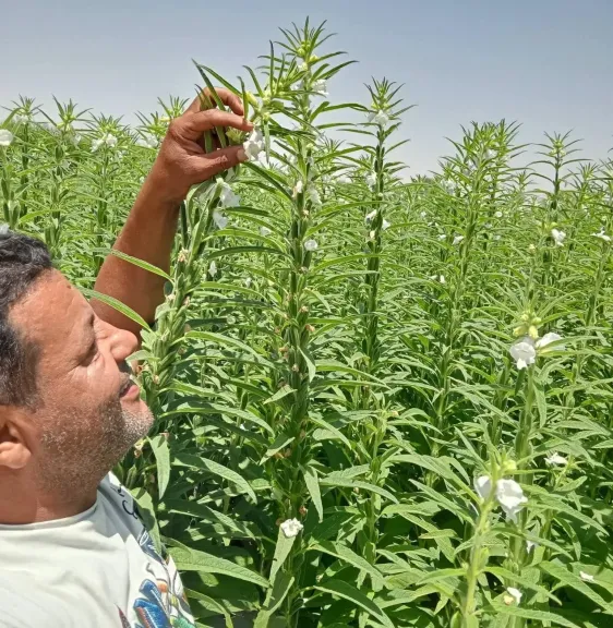 «ملح الليمون».. خبير زراعي يكشف دوره الخفي في تحسين امتصاص العناصر ومكافحة الآفات