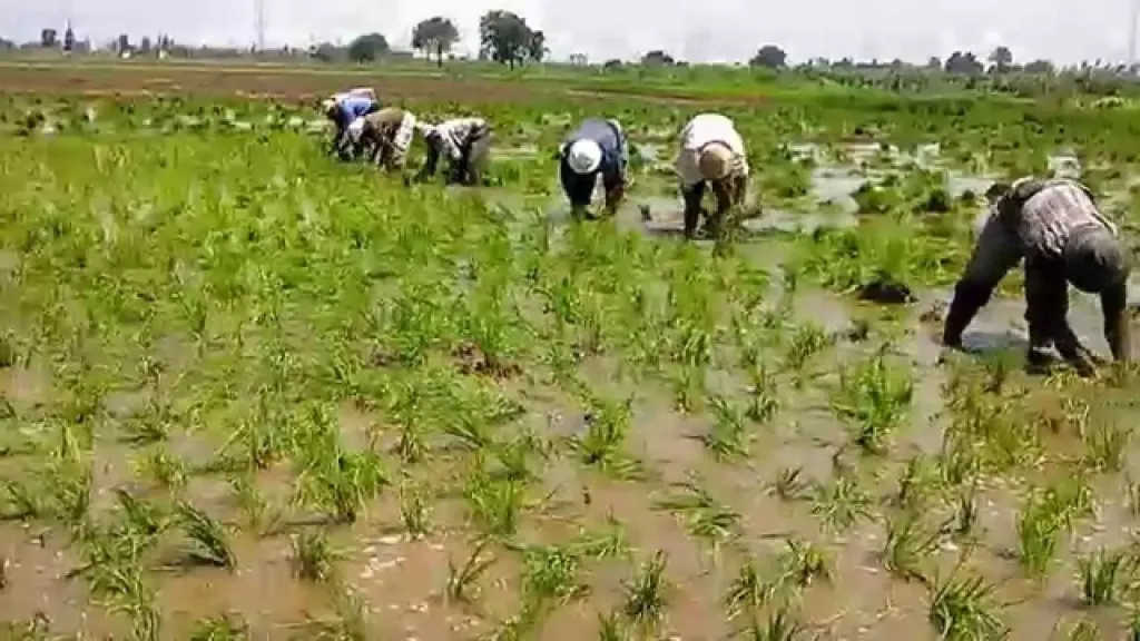خبير زراعي يحذر المزارعين من الحرارة والرطوبة ويحدد خريطة التعامل مع المحاصيل