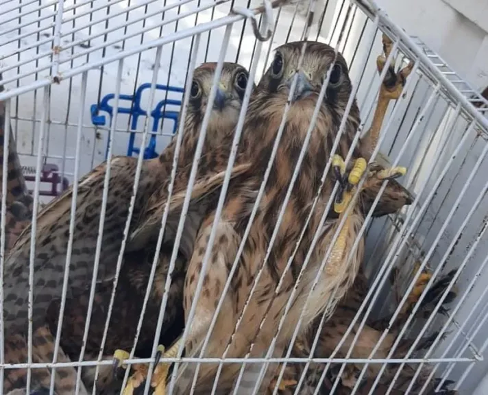 عقوبات رادعة تنتظر المتهمين.. تفاصيل التحفظ على صقور وزواحف مهددة بالانقراض بالإسكندرية