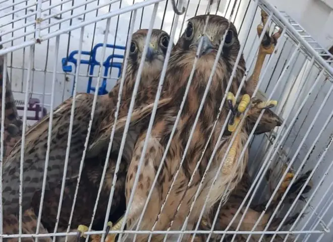عقوبات رادعة تنتظر المتهمين.. تفاصيل التحفظ على صقور وزواحف مهددة بالانقراض بالإسكندرية