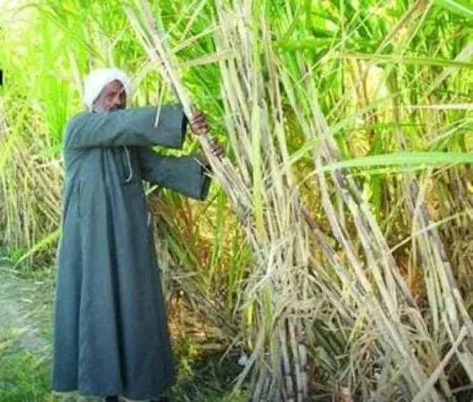 بشرى سارة لمزارعي قصب السكر.. مصانع أبو قرقاص تعلن بدء صرف مستحقات المزارعين