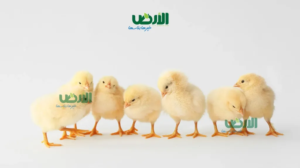 أسعار الكتاكيت اليوم 