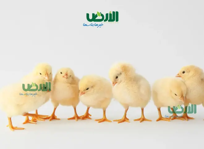 أسعار الكتاكيت في مصر اليوم الأربعاء 12- 8 - 2026