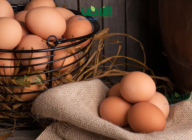 ارتفاع أسعار كرتونة البيض اليوم الأربعاء 12 - 8 - 2026