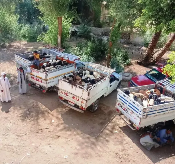 «باب أمل» يفتح أبواب الرزق لـ3336 أسرة في سوهاج.. أغنام ومشروعات لدعم الريف
