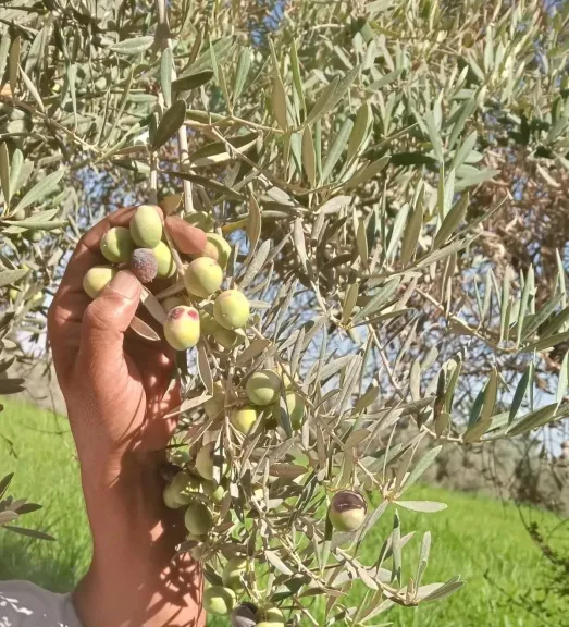 قبل فوات الأوان.. خبير يوجه نصائح مهمة لري أشجار الزيتون والحفاظ على المحصول
