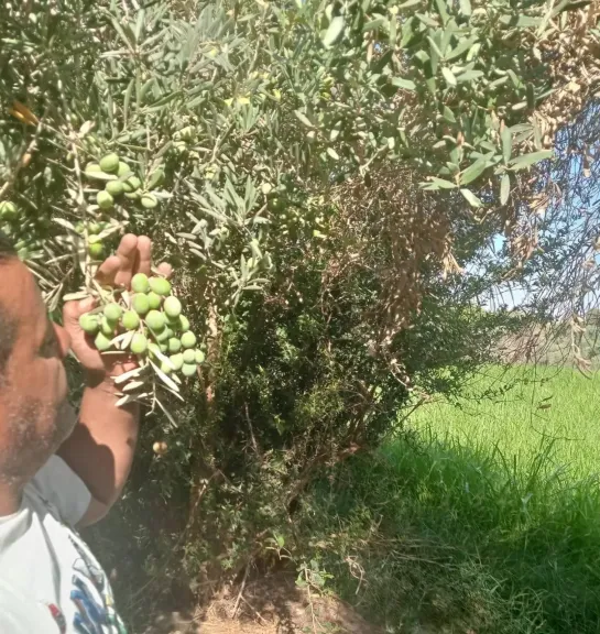 لمزارعي الزيتون.. خبير يكشف فوائد الرش الورقي بالبوتاسيوم خلال أغسطس