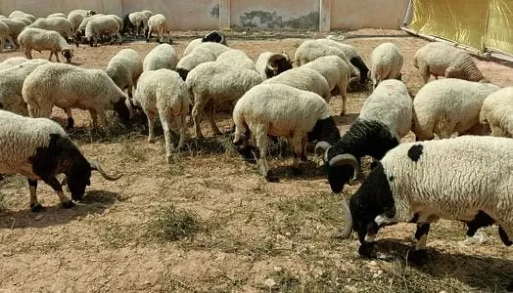 «القاتل الصامت في المزارع».. كيف يحمي مربو الأغنام قطيعهم من الموت المفاجئ؟
