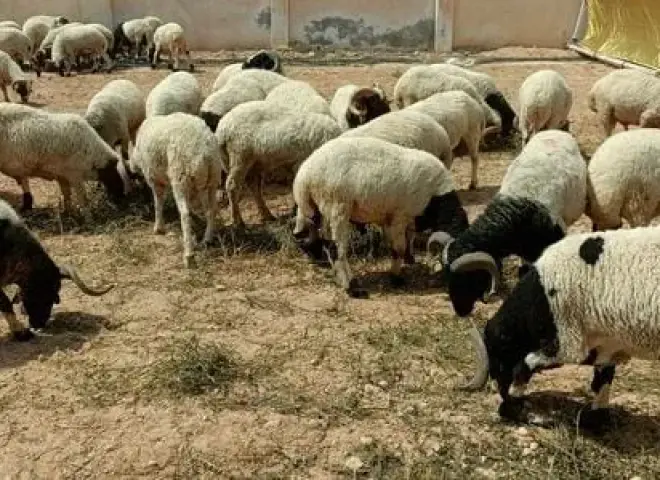 «القاتل الصامت في المزارع».. كيف يحمي مربو الأغنام قطيعهم من الموت المفاجئ؟