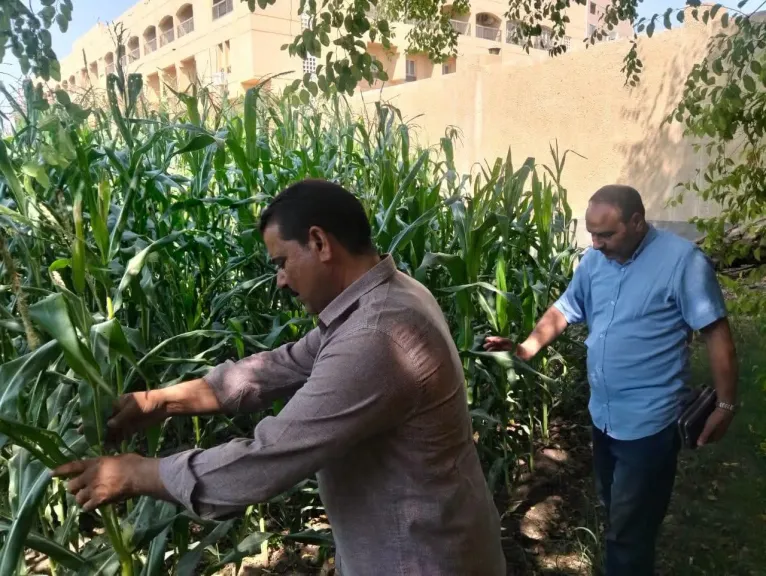 مكافحة الآفات بسوهاج تكثف المرور على القطن والذرة لرصد دودة الحشد الخريفية