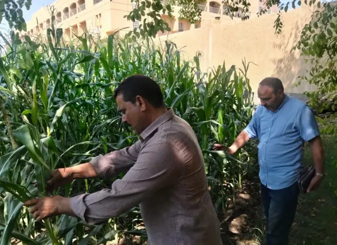 مكافحة الآفات بسوهاج تكثف المرور على القطن والذرة لرصد دودة الحشد الخريفية