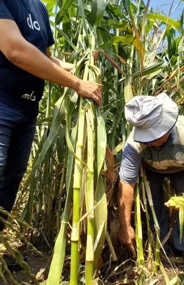 «زراعة المنوفية» تعزز إنتاجية الأعلاف الخضراء وتتصدى بحسم للتعديات على الأراضي الزراعية
