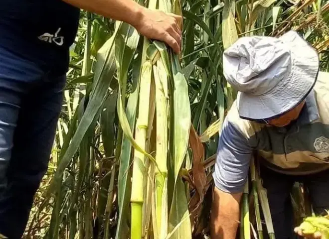 «زراعة المنوفية» تعزز إنتاجية الأعلاف الخضراء وتتصدى بحسم للتعديات على الأراضي الزراعية