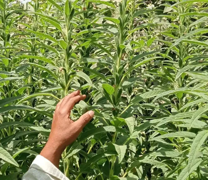 الحر والعطش يهددان السمسم.. خبير زراعي يكشف روشتة الحفاظ على الكبسولات والبذور