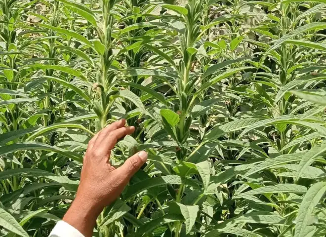 الحر والعطش يهددان السمسم.. خبير زراعي يكشف روشتة الحفاظ على الكبسولات والبذور