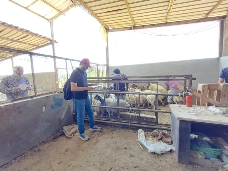 تقنيات جينومية حديثة لتسريع خطة التحسين الوراثي لأغنام البرقي بمحطة بحوث مريوط