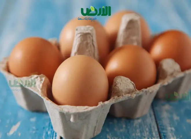أسعار كرتونة البيض اليوم الأربعاء 19 - 8 - 2026